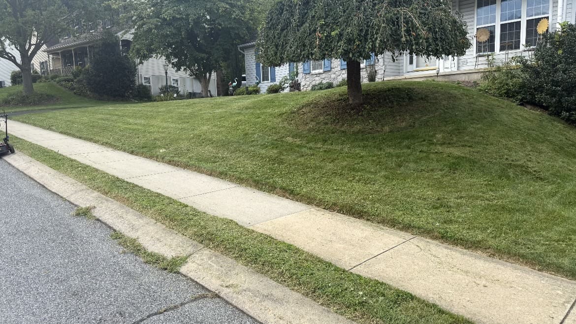 Grass slope and tree beside a sidewalk; business gallery photo, location unspecified