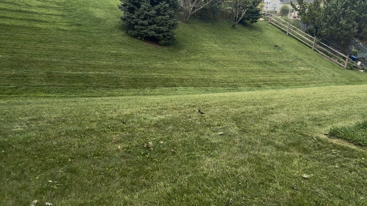 Mowed slope around an evergreen tree; business gallery photo, location unspecified